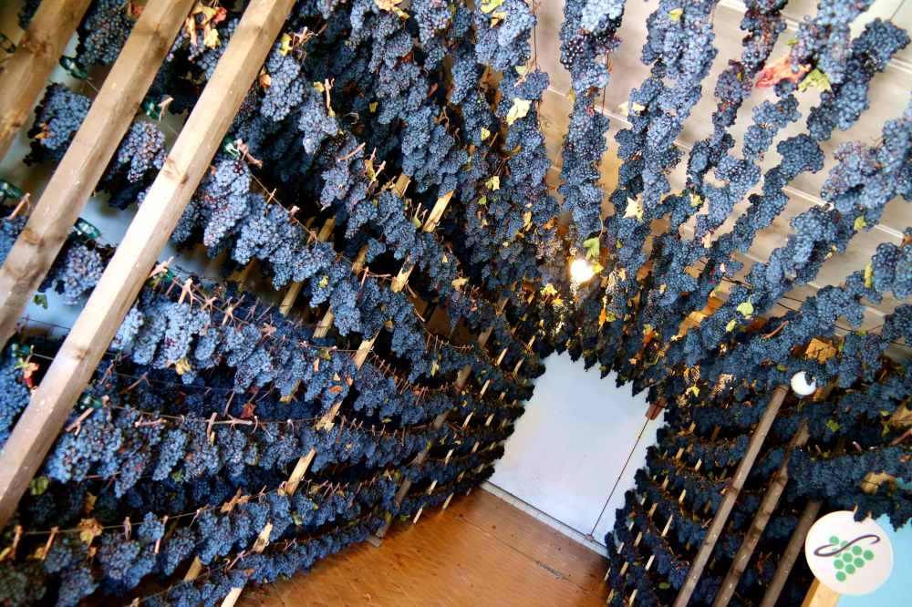 Storie di Vite a Serrapetona: Appassimenti della Cantina Serboni