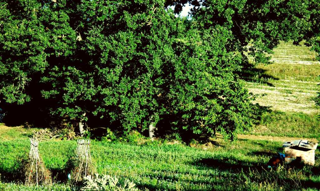  Vendemmia, strada e Terroir. La varietà agricola intorno ai filari.