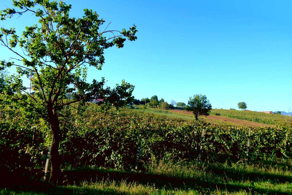 Vendemmia, strada e Terroir. I vecchi filari di verdicchio in collina